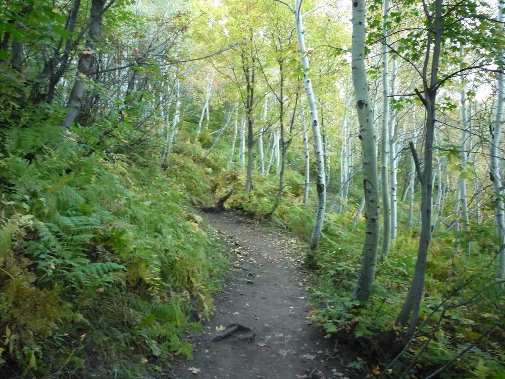 Verdant aspen forest along the trail