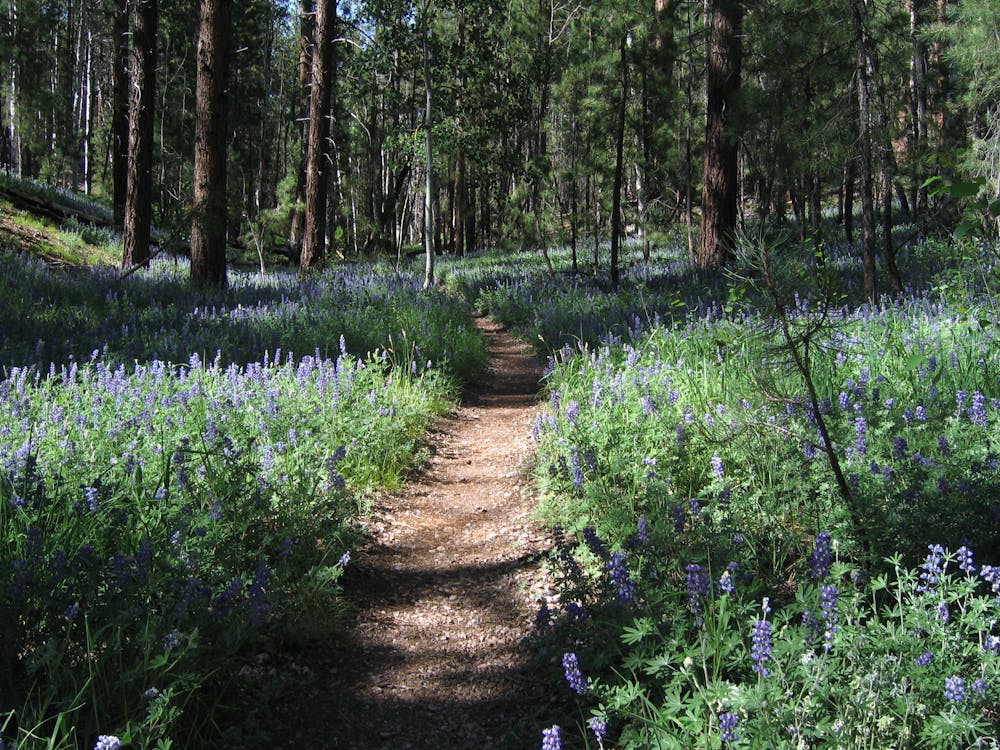 Lupine blooming along Widforss Trail