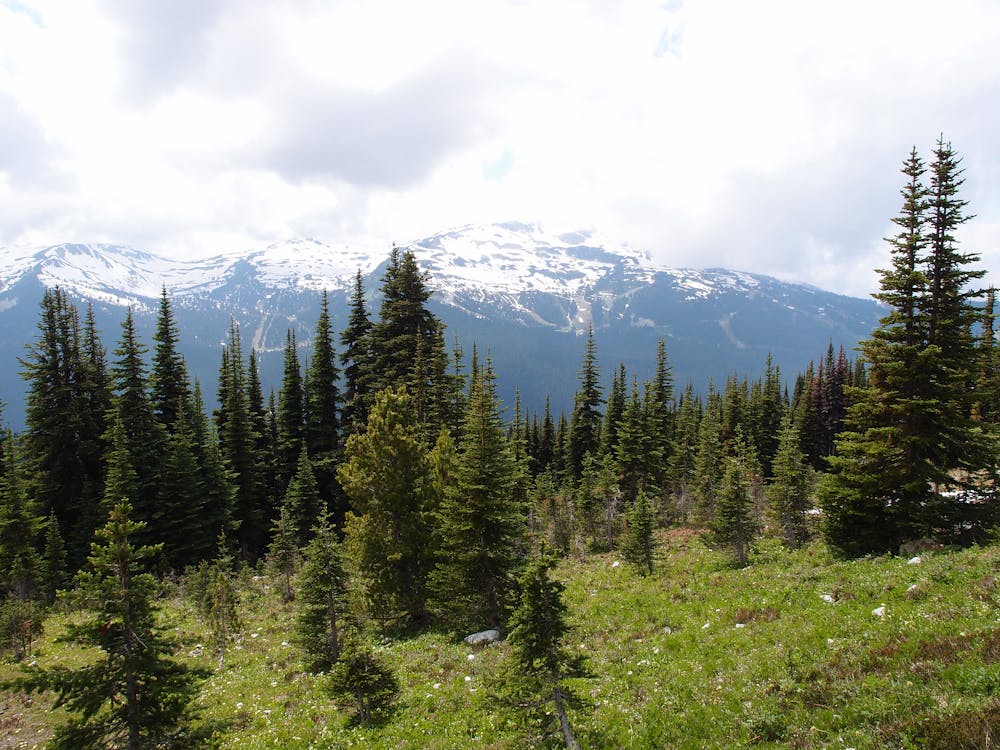 Spruce trees and wildflowers