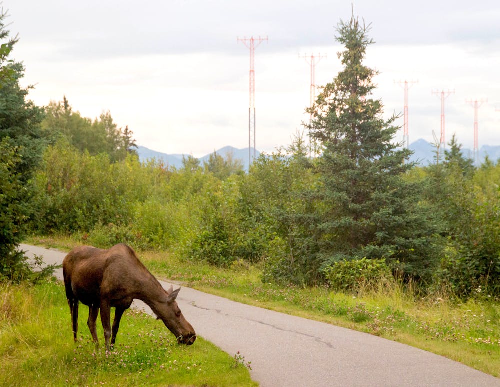 Moose along the Coastal Trail