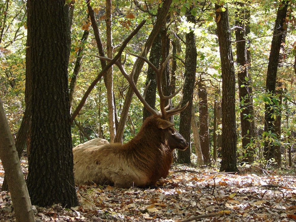 A bull elk lounging in the forest