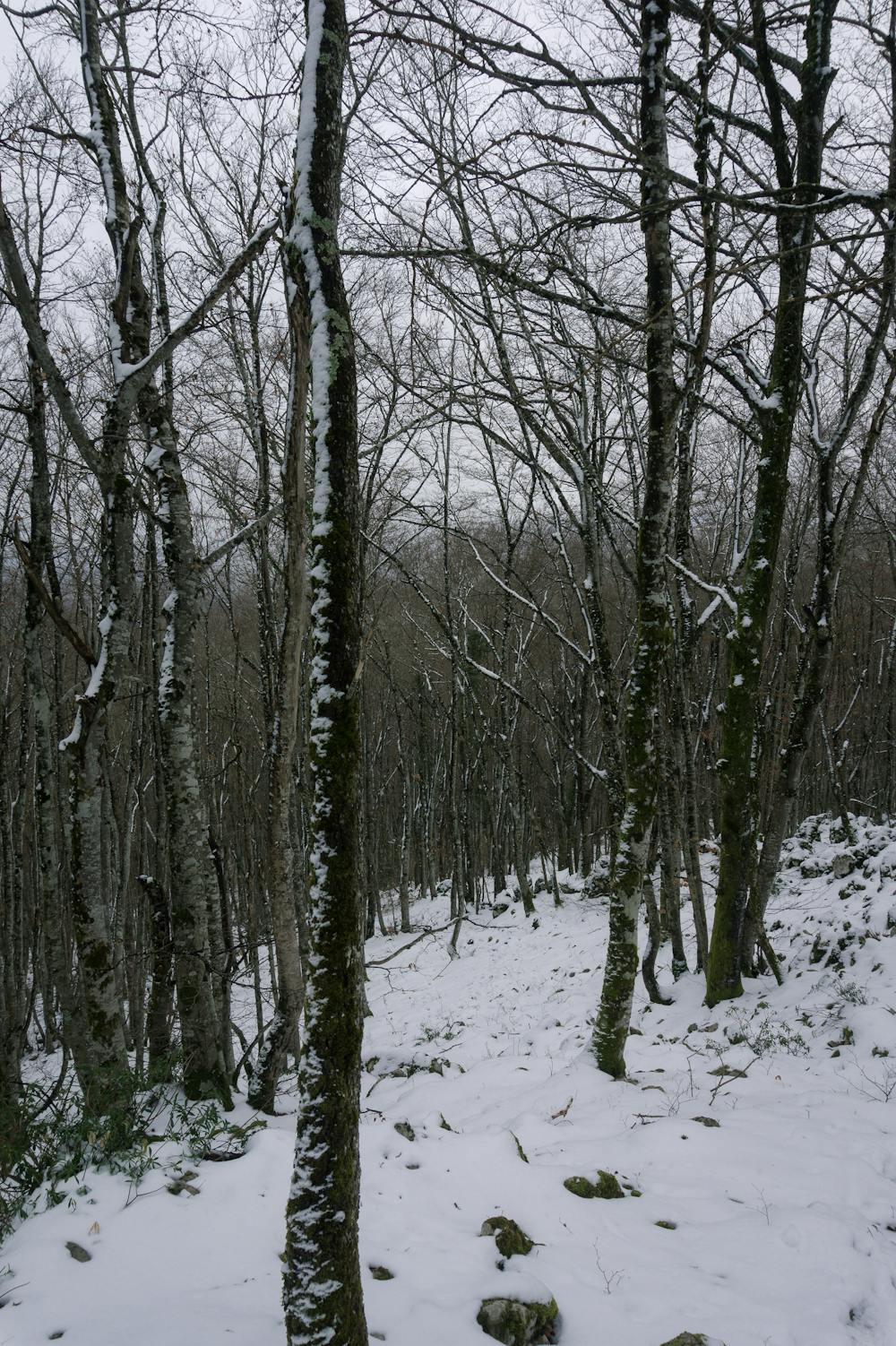 Bosques cubiertos de nieve en la vertiente Norte del Pic de l'Aspre