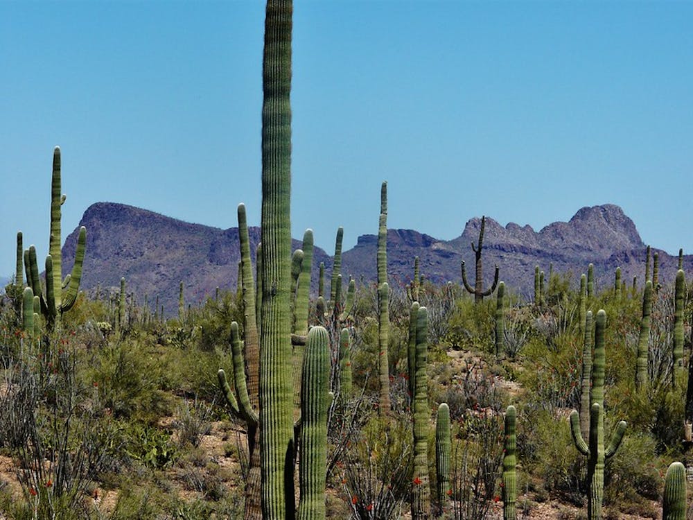 Mountains and cacti of Saguaro National Park