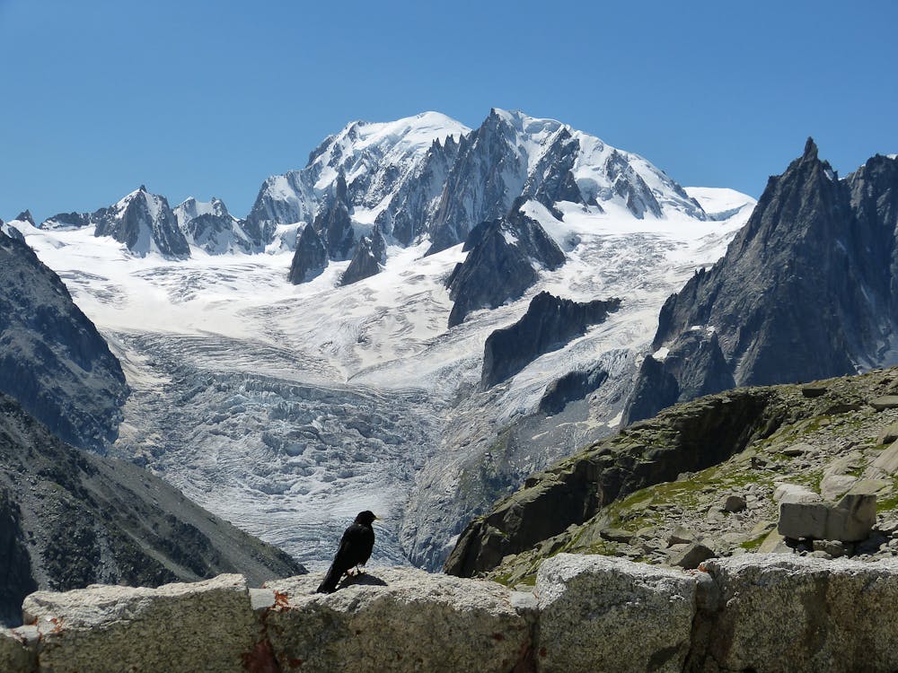 Choucas à bec jaune sur la terasse du Coucercle face au Mont-Blanc