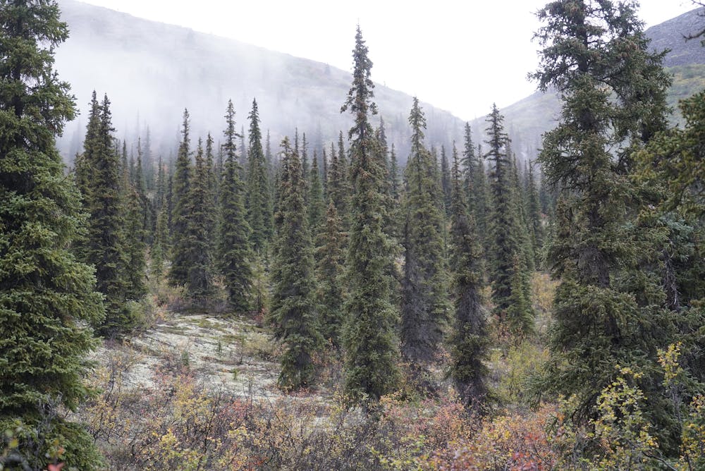 Dense spruce forest typical of lower Arrigetch Valley