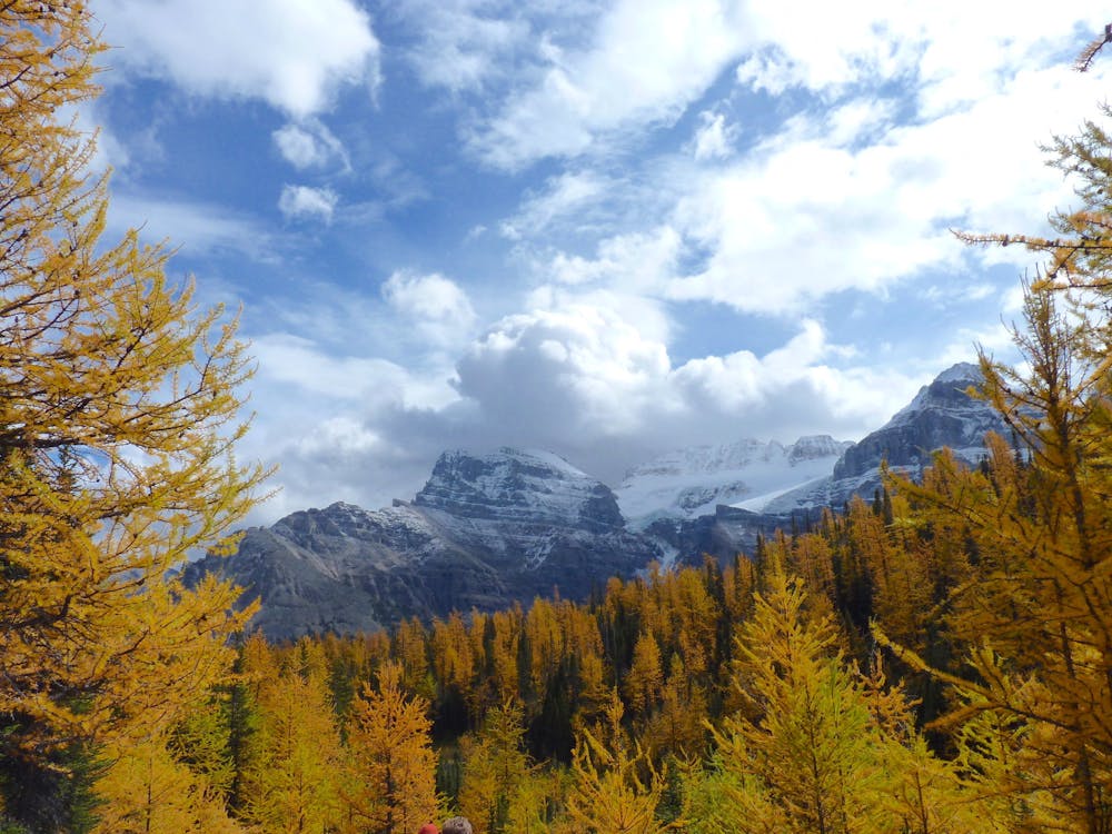 Fall colors of Larch Valley