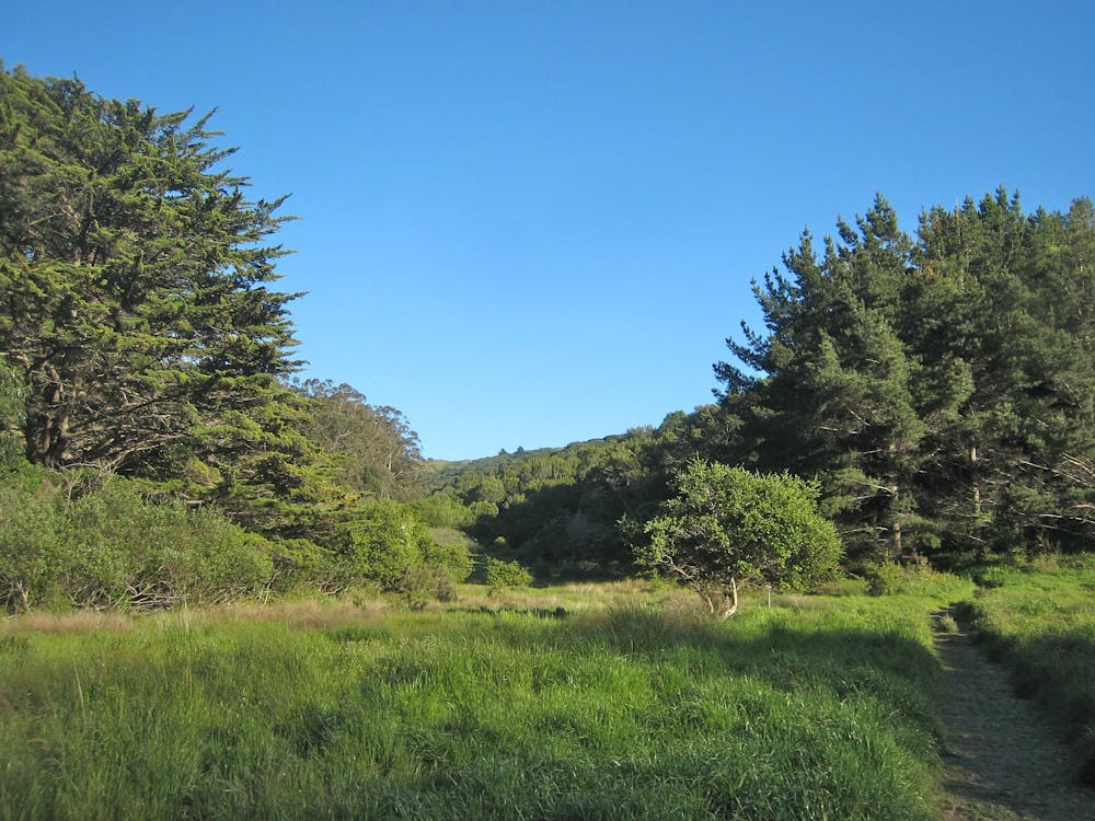One of many small meadows on Mount Tam