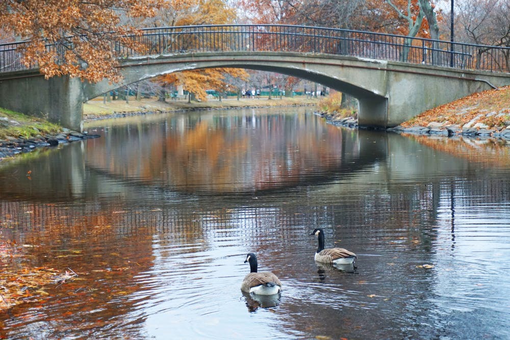 Two ducks swimming in Muddy river beside a beautiful bridge in Back Bay Fens Park
