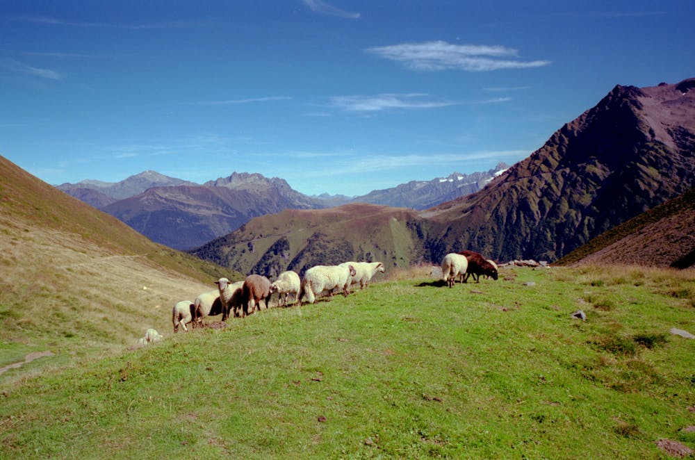Des moutons au col de Tricot