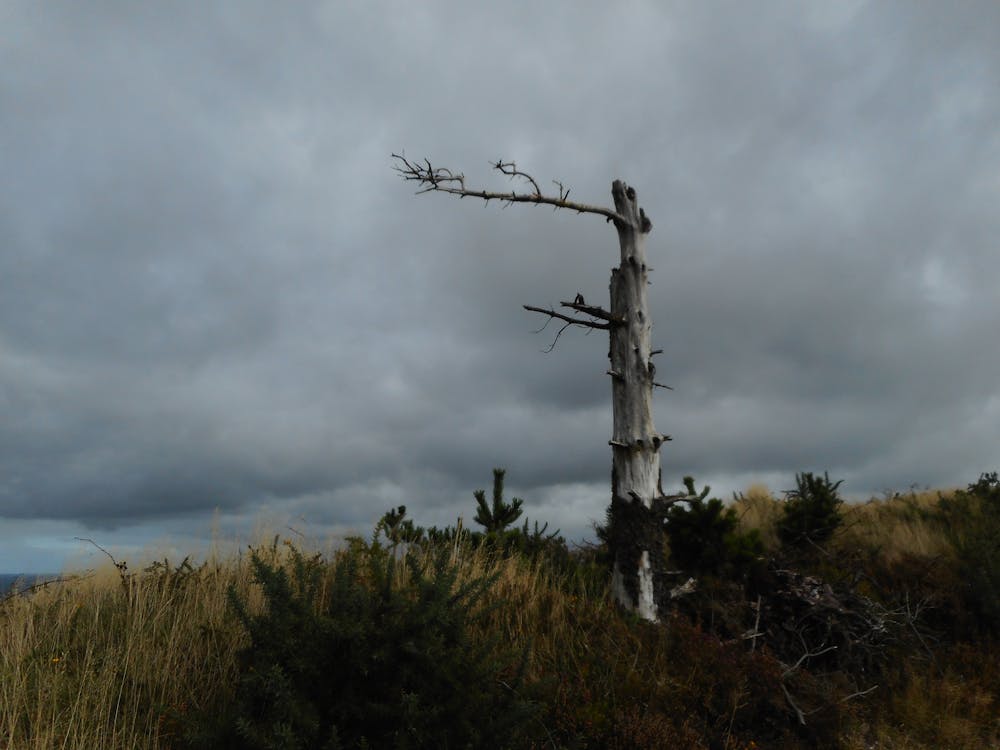 Un albero scheletrico vicino alla vetta del monte