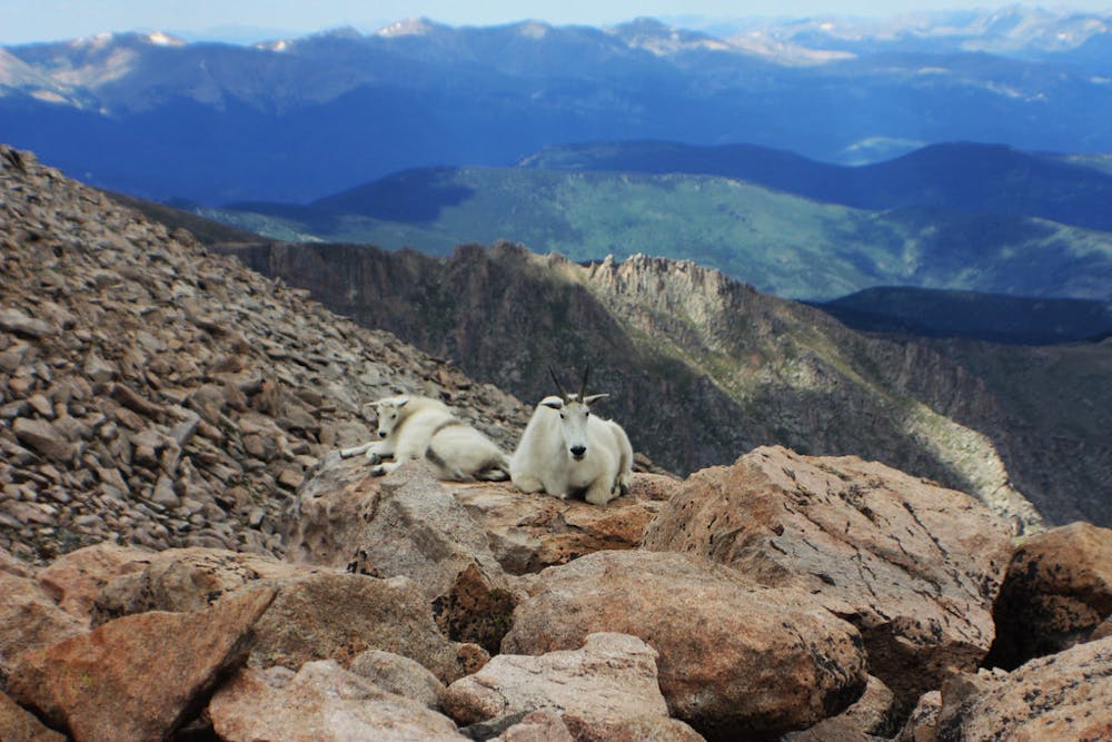 Mountain goats near Mount Evans summit