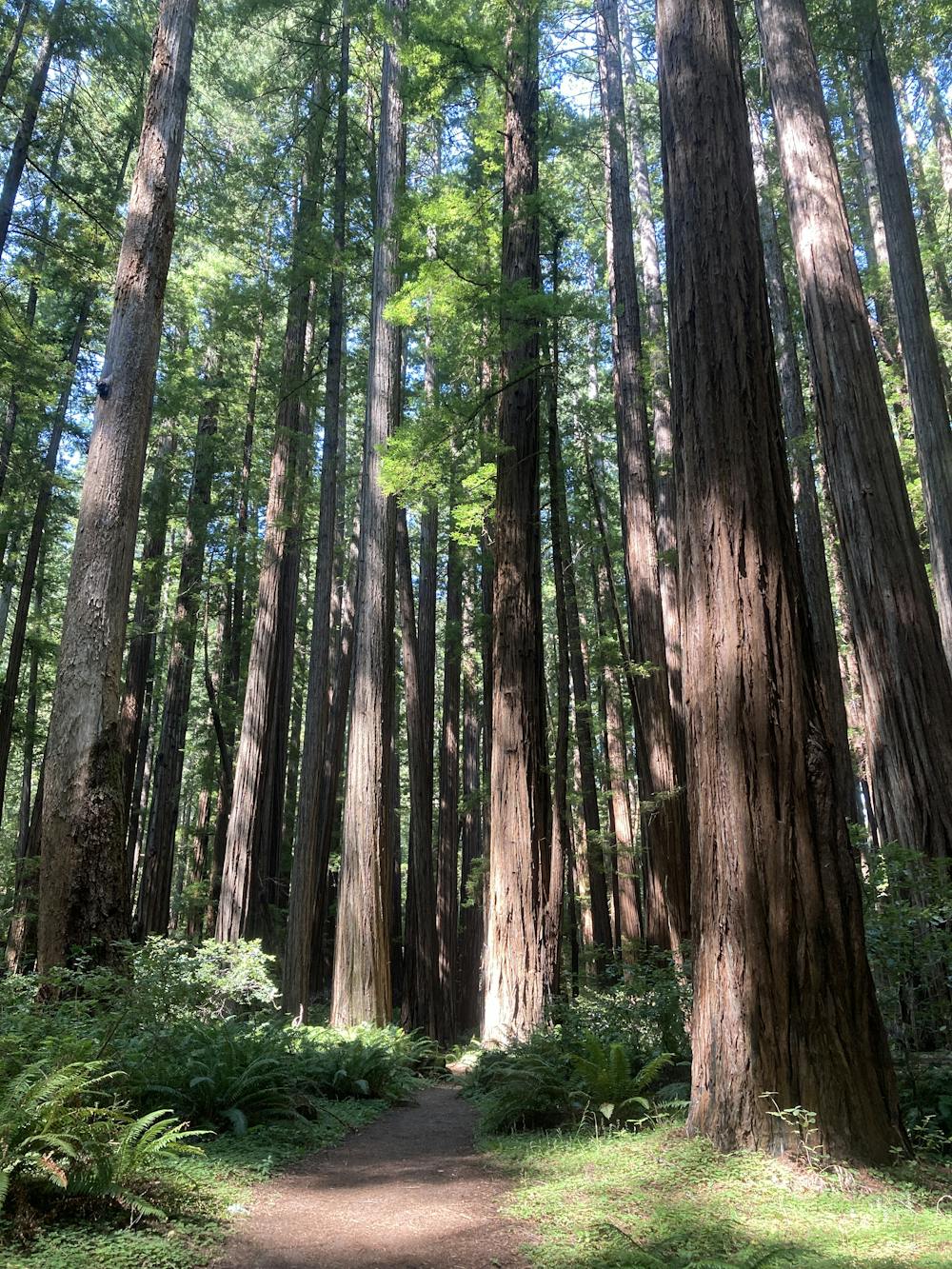 Photo from Big Trees Loop