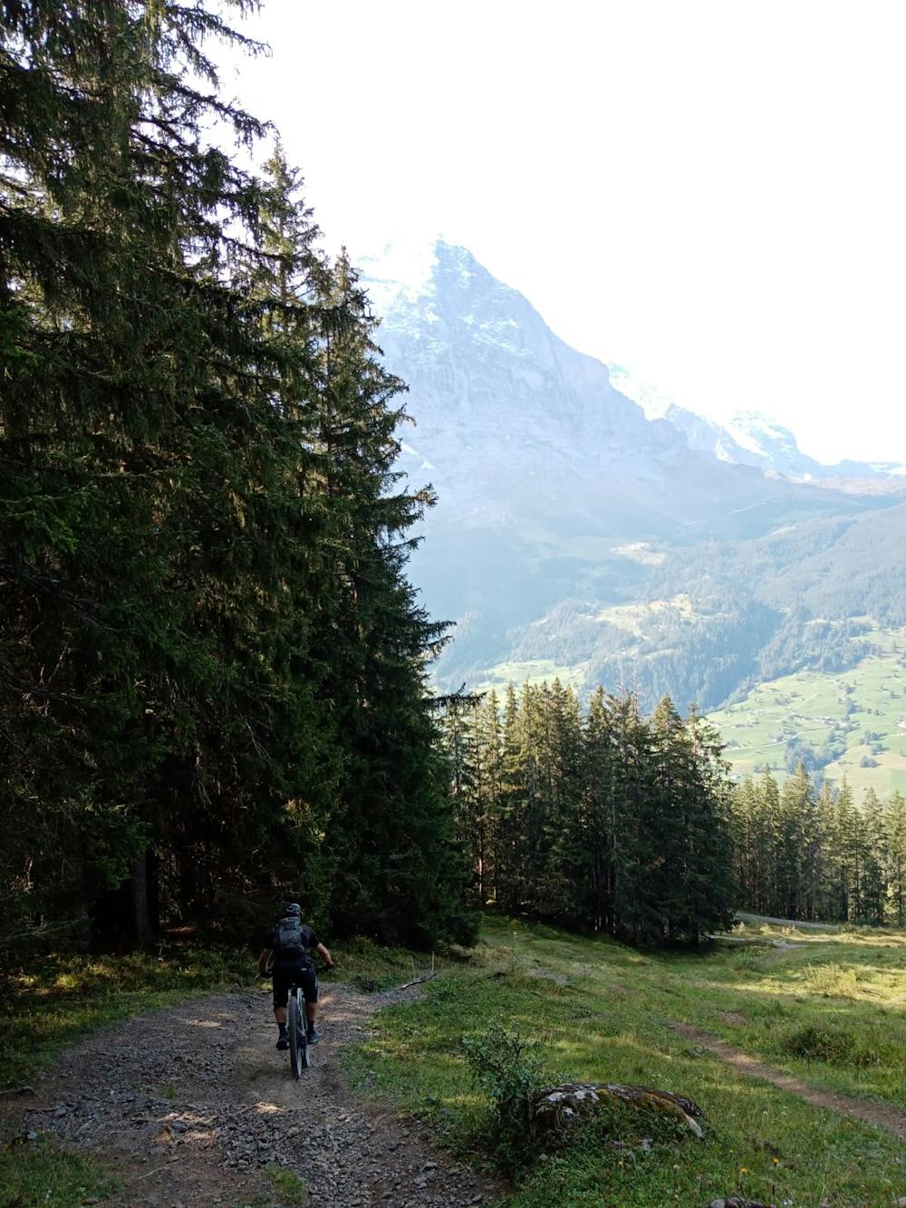 In the trees close to Grindelwald