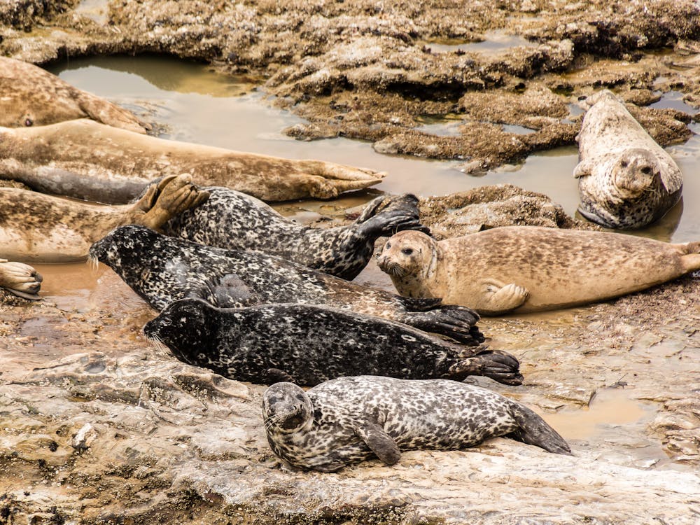 Harbor seals at Wilder Ranch