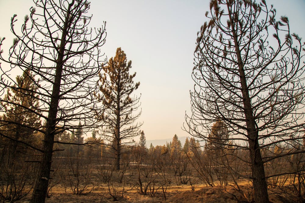 Freshly burned trees from the wildfire
