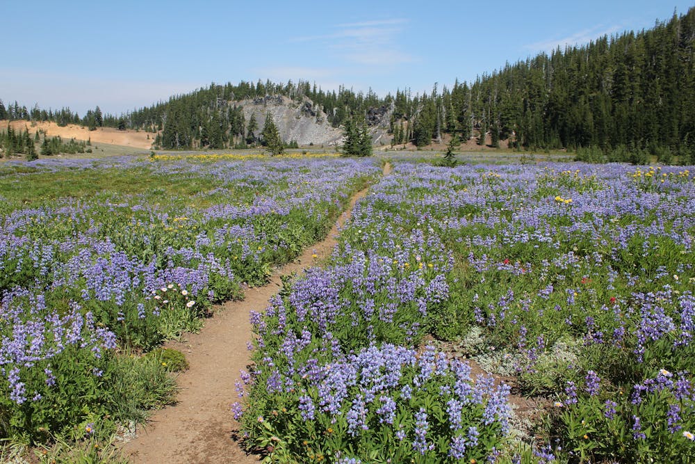 PCT through a broad meadow
