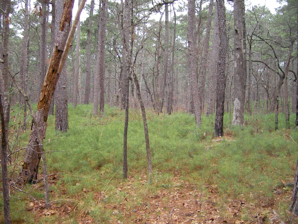 Pine Forest at Tyler State Park
