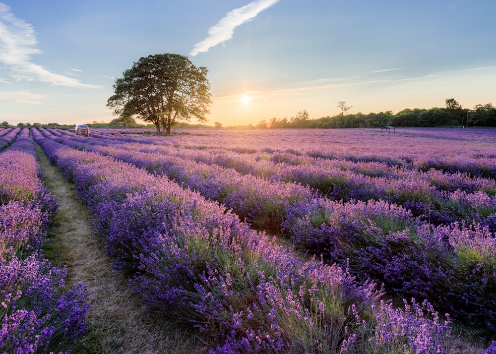 An evening at Mayfield Lavender Farm