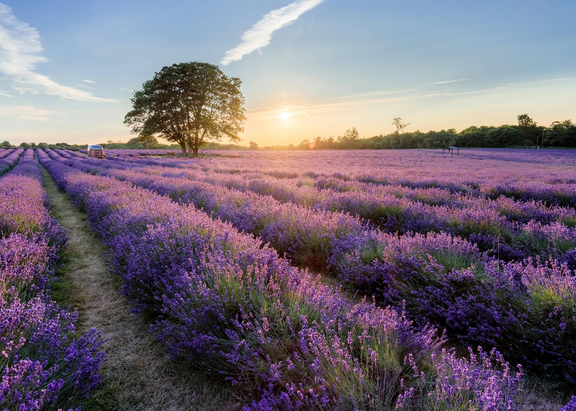 An evening at Mayfield Lavender Farm
