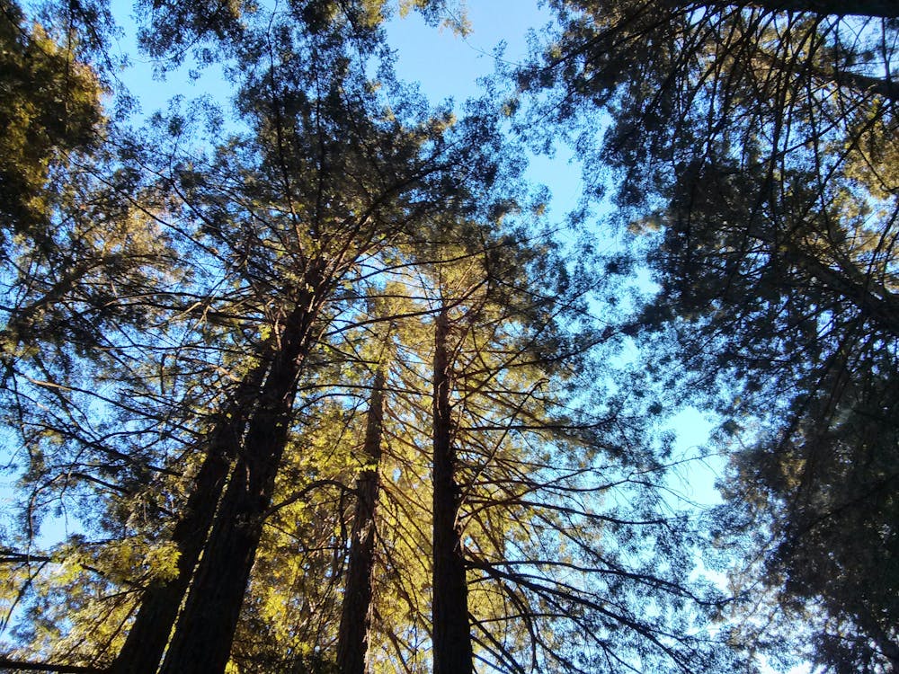 Photo from Joaquin Miller Park