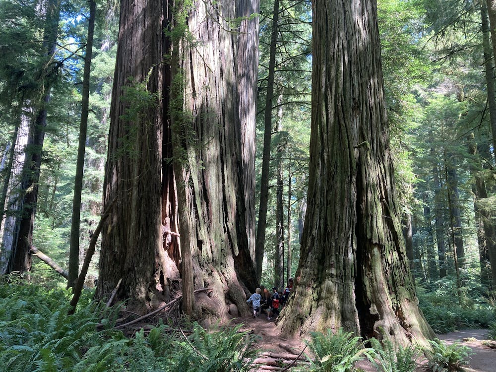 Photo from Simpson-Reed Redwood Grove