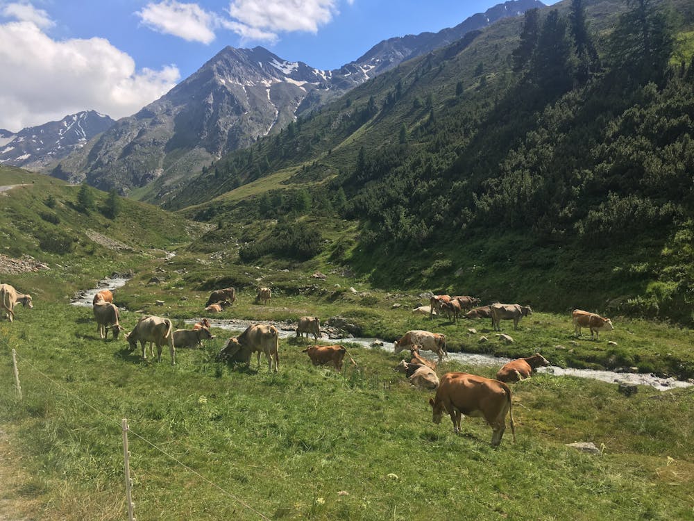 cows Val Delle Mine