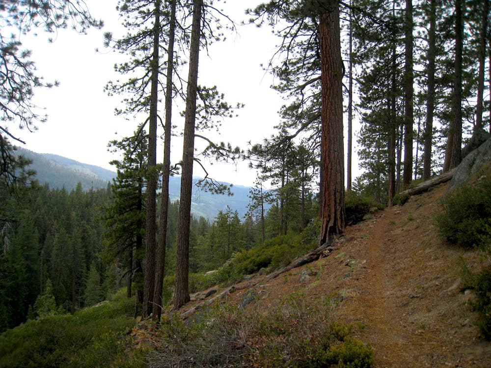 Upland forest along the trail