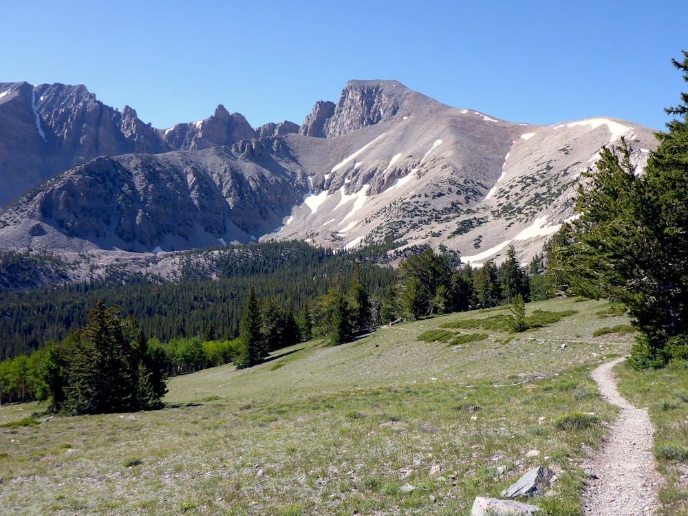 Alpine meadows and forest on the way to Wheeler Peak
