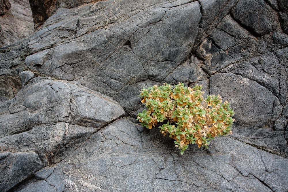 Flora growing in the rocks.