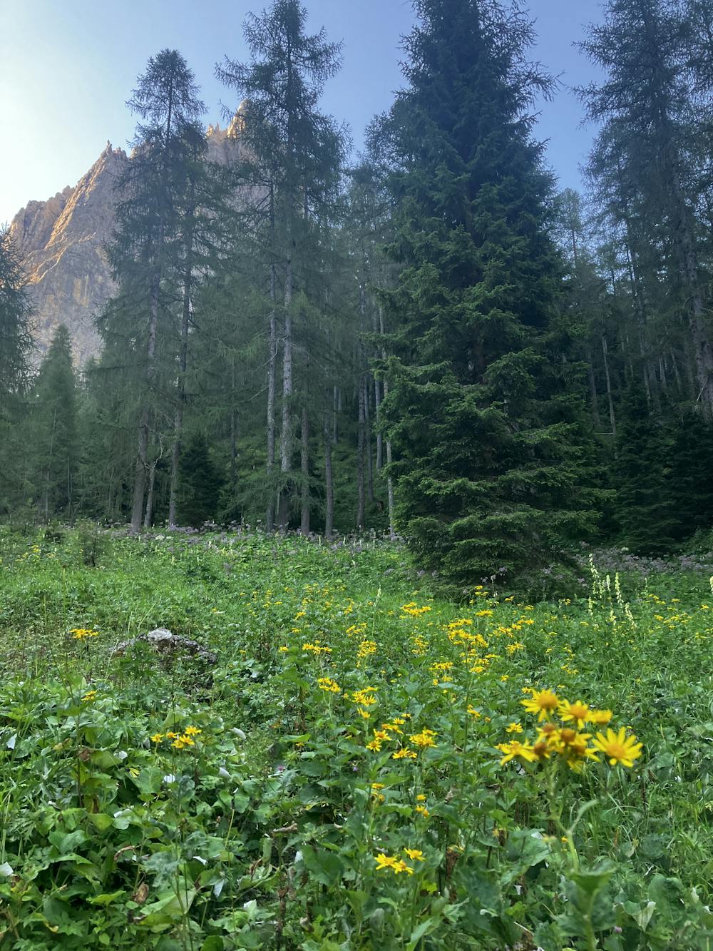 Wildflowers at the start of the ascent to Forcella d'Oltro