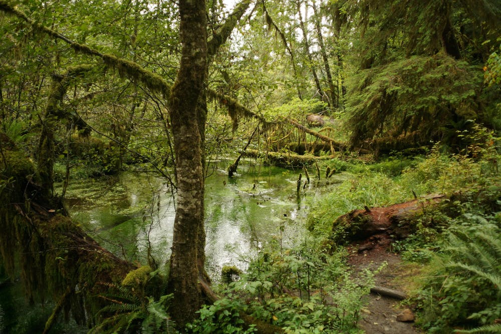 Hall of Mosses Trail, Hoh Rainforest