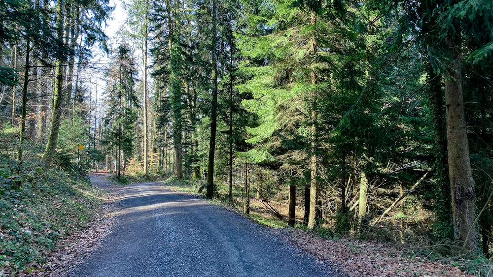 Forest road in Oberwillerwald