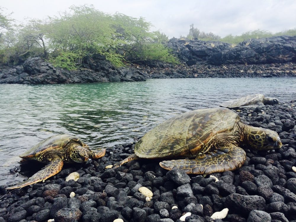 Turtles resting in the bay