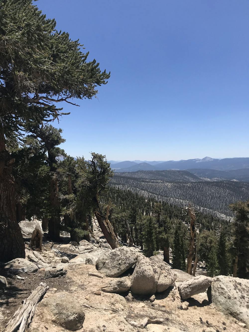 Pines in the Sierra Nevada