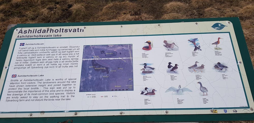 The birds at Áshildarholtsvatn lake