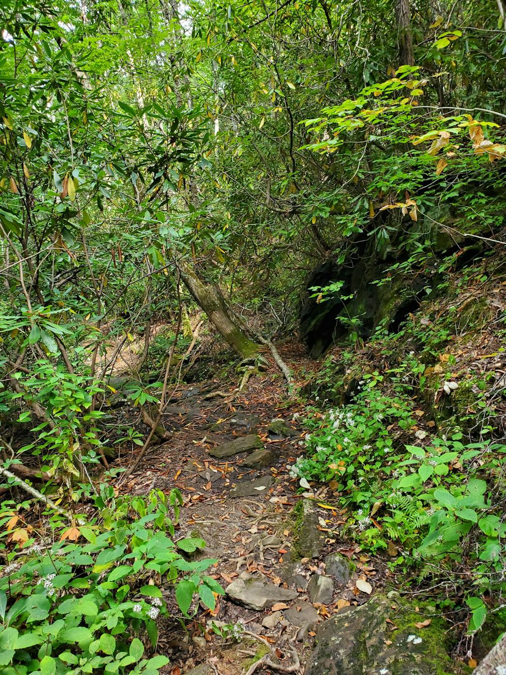 Rufus Morgan Falls Trail