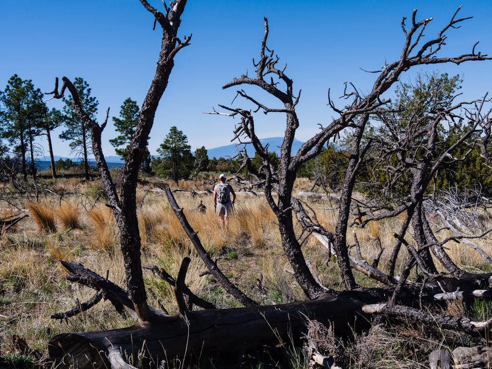 Many burnt trees along the trail from past fires.