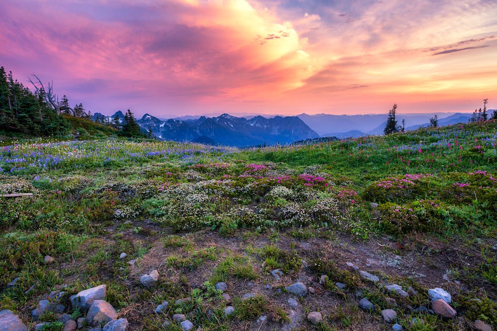 Sunset with Mt Rainier Wildflowers