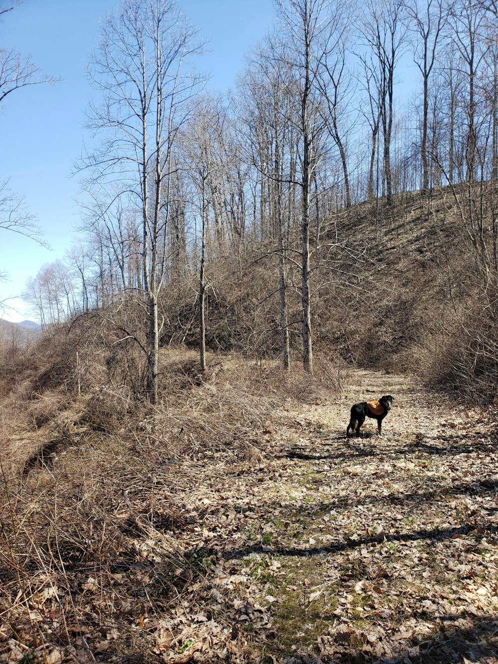 Photo from Mill Ridge Trail