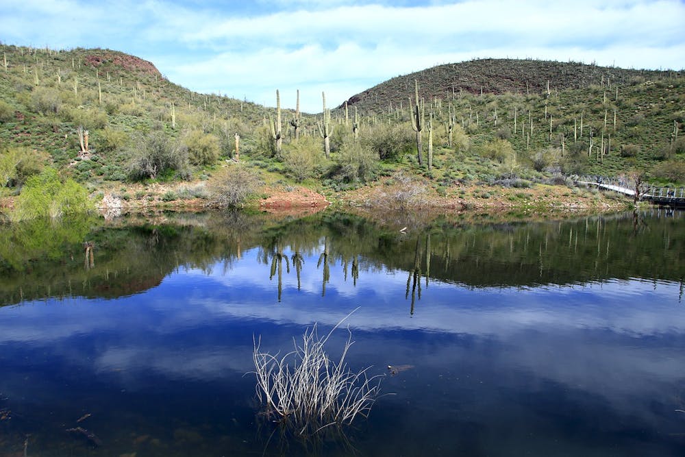 Saguaros reflected in the water of Lake Pleasant