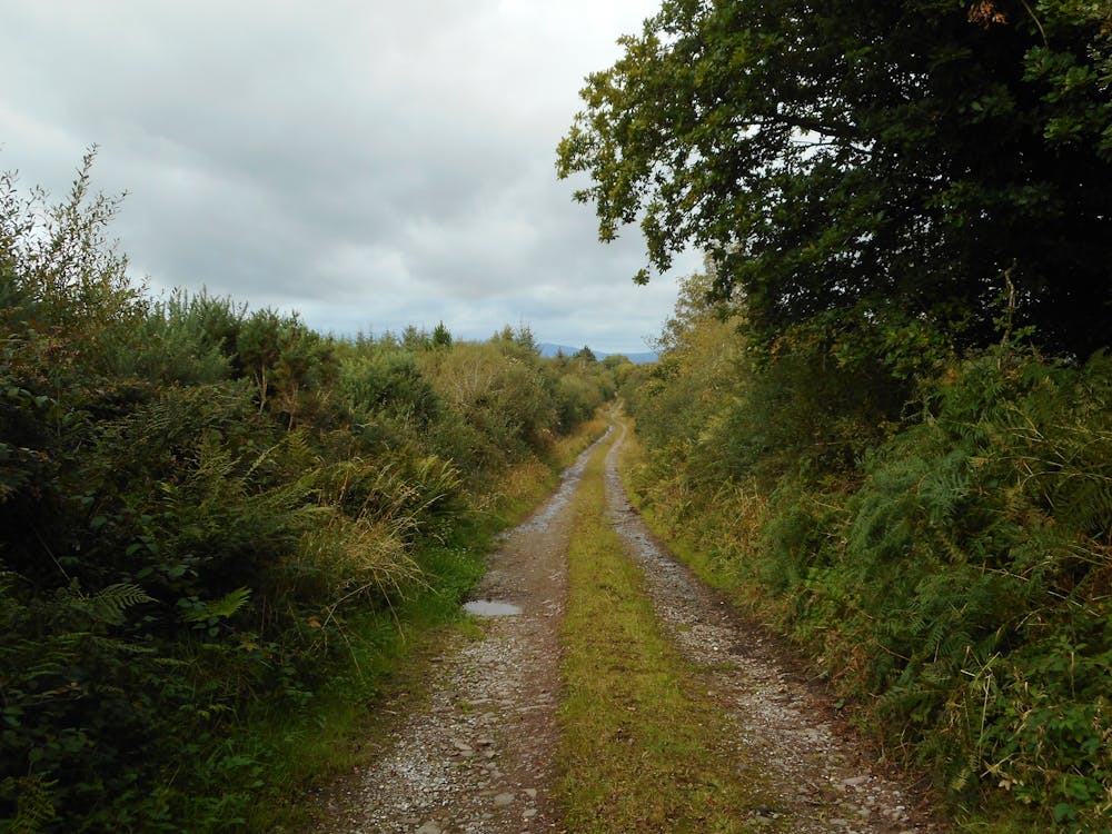 La strada che porta alla riserva di Knockananig