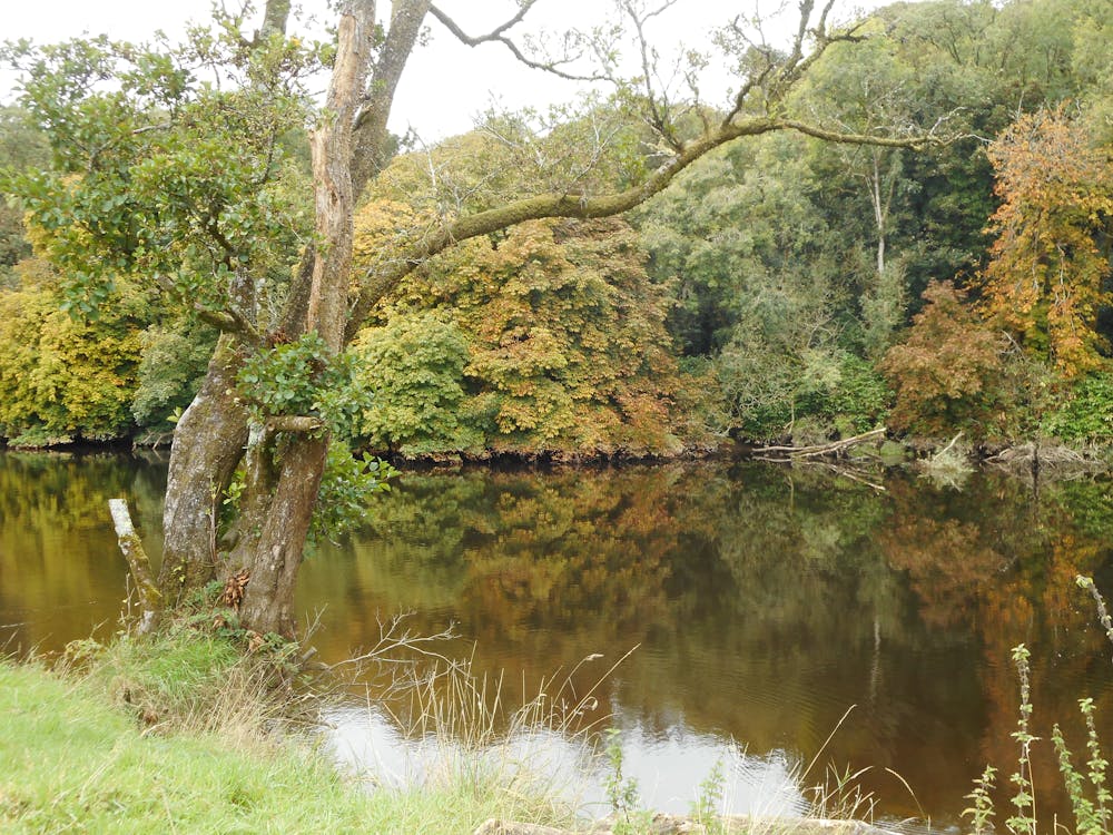 Gli alberi si riflettono sulla superficie del fiume