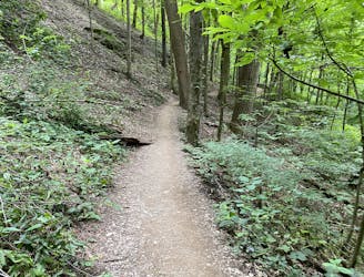 Mossy Ridge Trail
