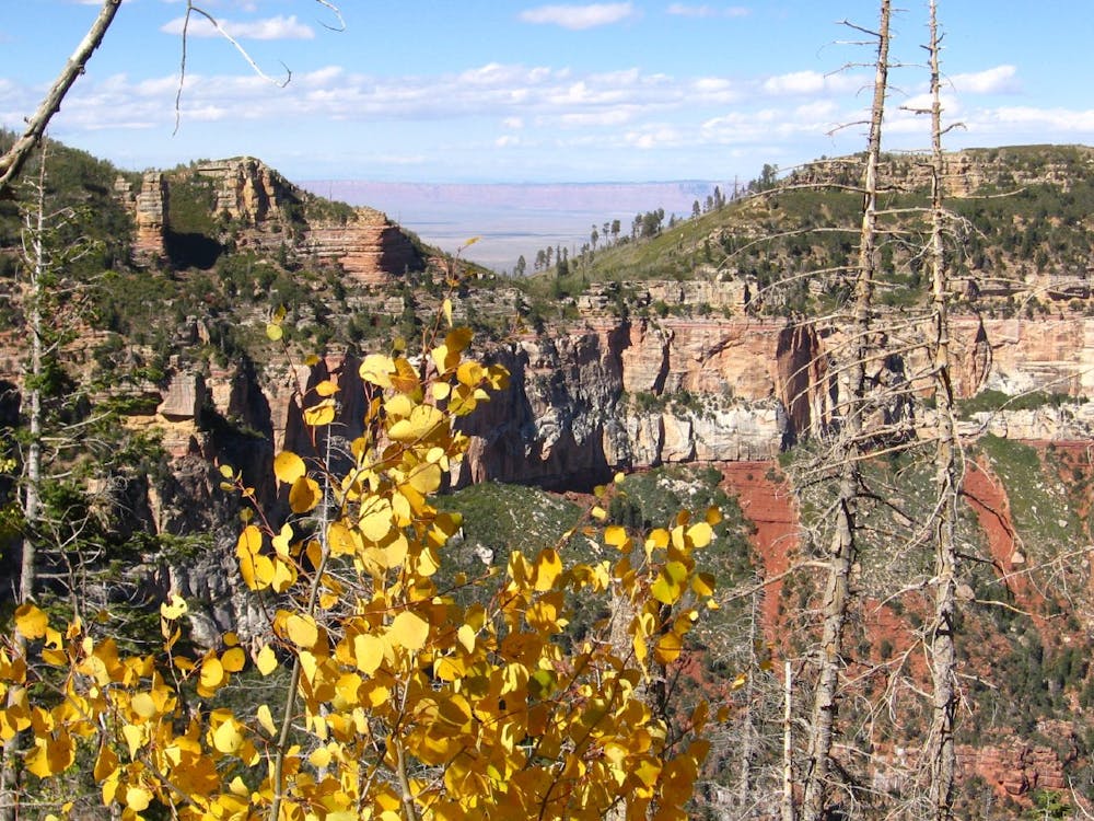 Regenerating forest at the canyon rim