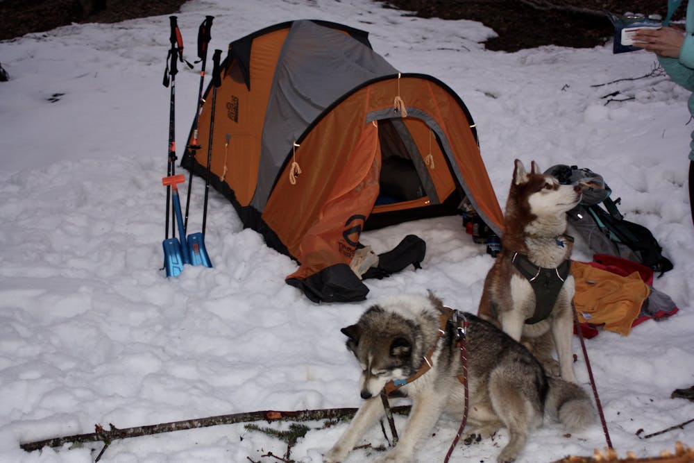Setting up camp with the dogs