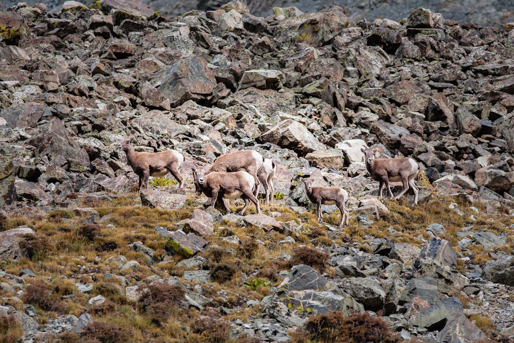 Keep your ears and eyes out for Big Horn sheep.