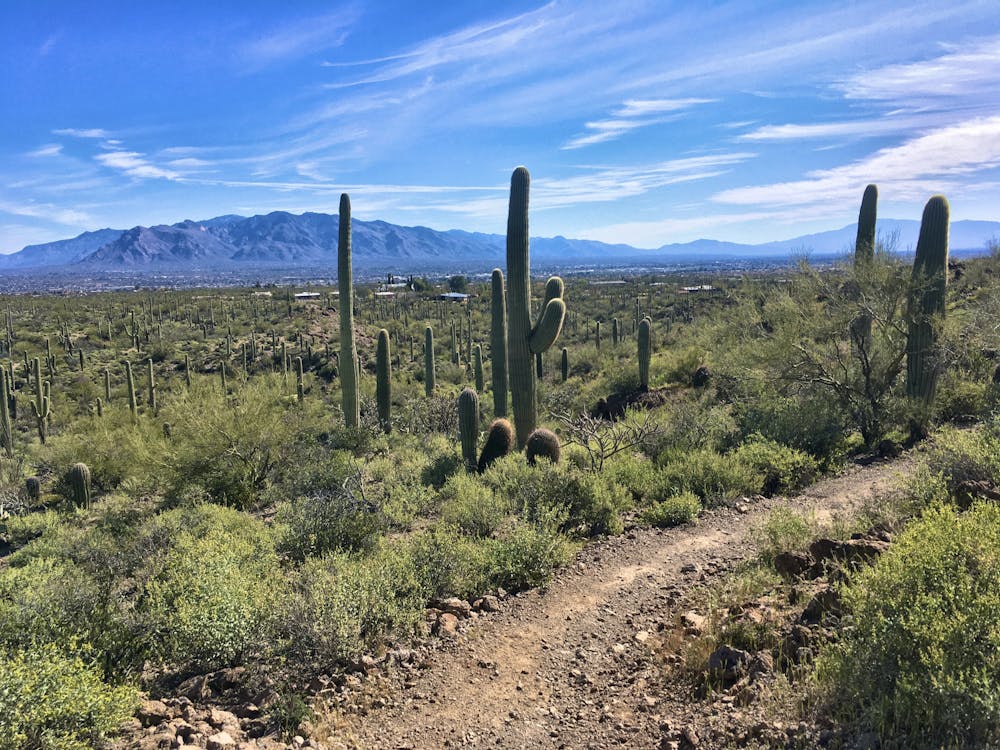 Photo from Sweetwater Preserve Trail System