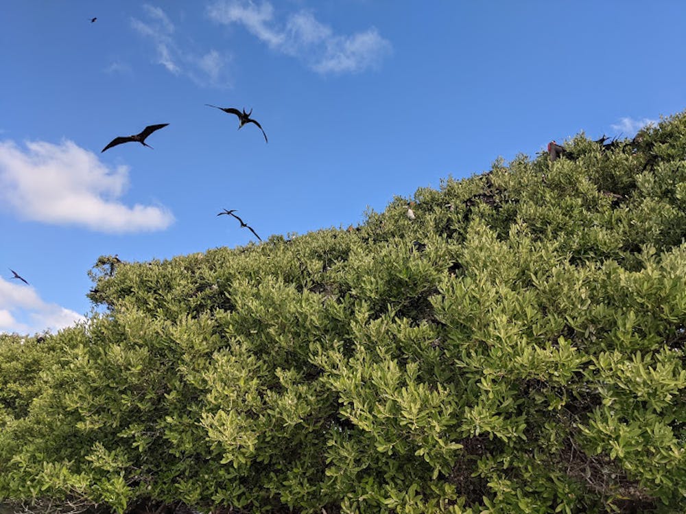 Sea birds on Bush Key