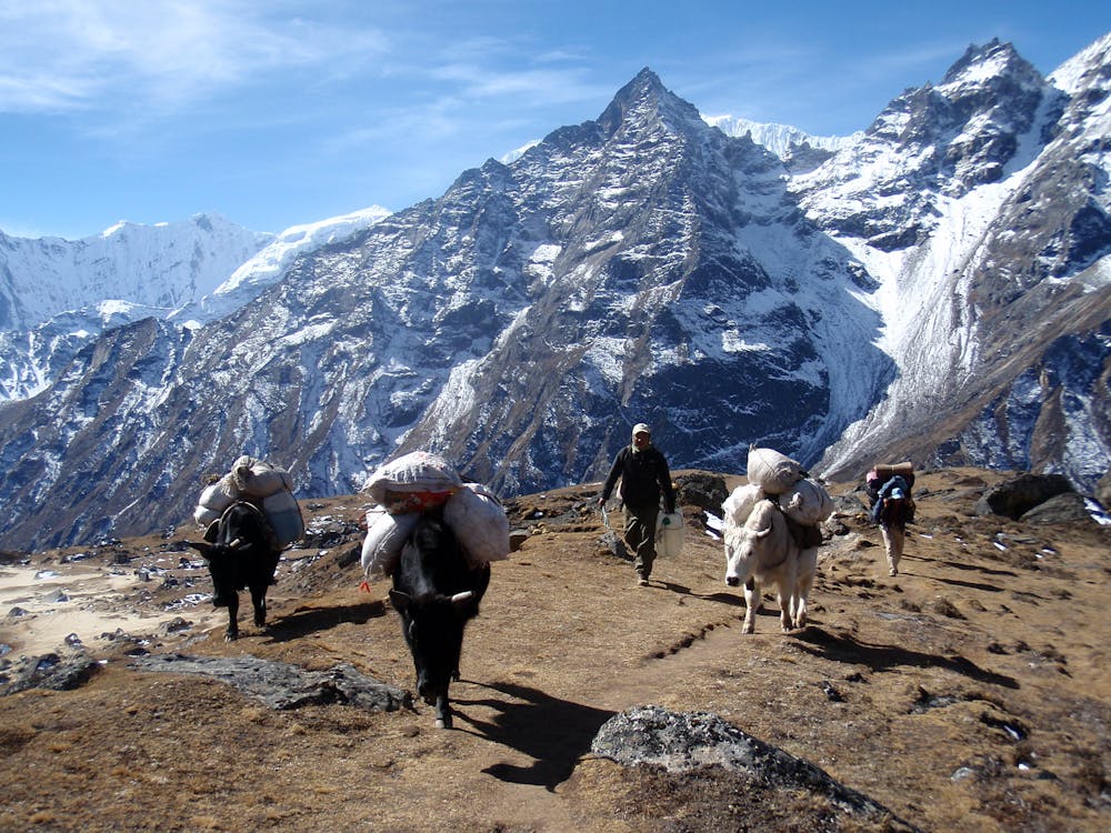 The Khumbu's version of a traffic jam on the way to Thame