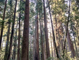 Stout Redwood Grove